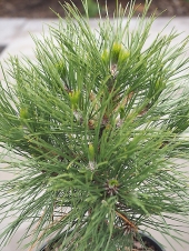 Pinus nigra 'Spilberg' 